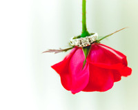 fallinwedding_9-13-298